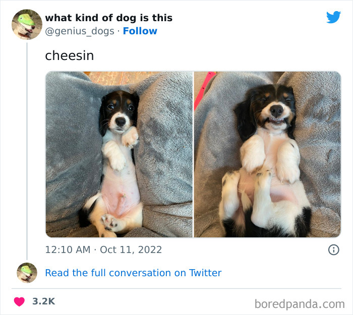 “What Kind Of Dog Is This”: 50 Hilarious Dog Photos To Put A Smile On Your Face, As Shared On This Twitter Page (New Pics) “What Kind Of Dog Is This”: 50 Hilarious Dog Photos To Put A Smile On Your Face, As Shared On This Twitter Page (New Pics)