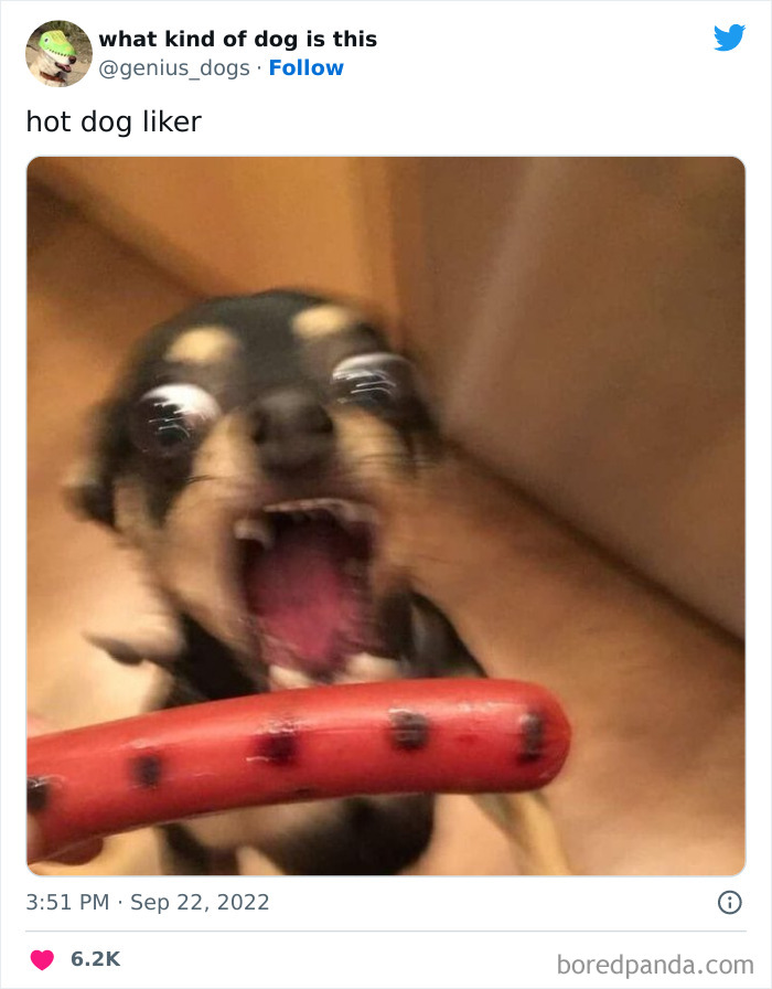 “What Kind Of Dog Is This”: 50 Hilarious Dog Photos To Put A Smile On Your Face, As Shared On This Twitter Page (New Pics) “What Kind Of Dog Is This”: 50 Hilarious Dog Photos To Put A Smile On Your Face, As Shared On This Twitter Page (New Pics)