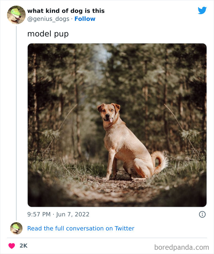 “What Kind Of Dog Is This”: 50 Hilarious Dog Photos To Put A Smile On Your Face, As Shared On This Twitter Page (New Pics) “What Kind Of Dog Is This”: 50 Hilarious Dog Photos To Put A Smile On Your Face, As Shared On This Twitter Page (New Pics)