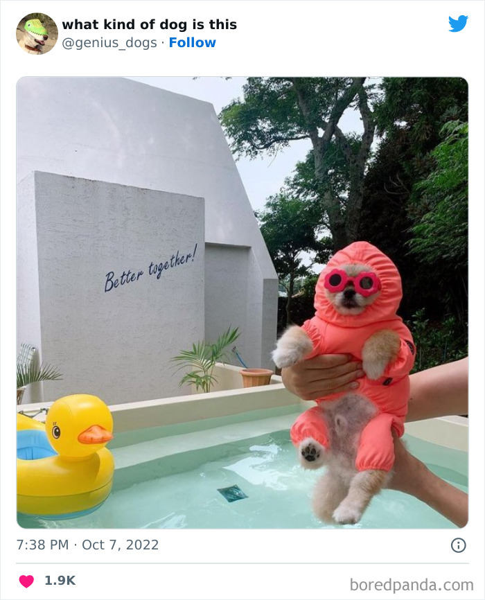 “What Kind Of Dog Is This”: 50 Hilarious Dog Photos To Put A Smile On Your Face, As Shared On This Twitter Page (New Pics) “What Kind Of Dog Is This”: 50 Hilarious Dog Photos To Put A Smile On Your Face, As Shared On This Twitter Page (New Pics)