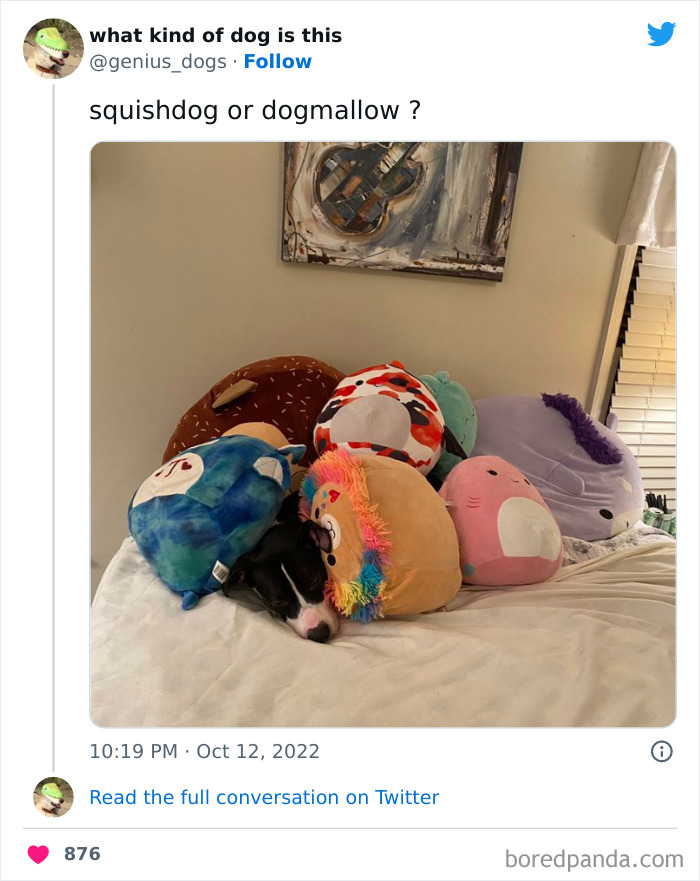 “What Kind Of Dog Is This”: 50 Hilarious Dog Photos To Put A Smile On Your Face, As Shared On This Twitter Page (New Pics) “What Kind Of Dog Is This”: 50 Hilarious Dog Photos To Put A Smile On Your Face, As Shared On This Twitter Page (New Pics)