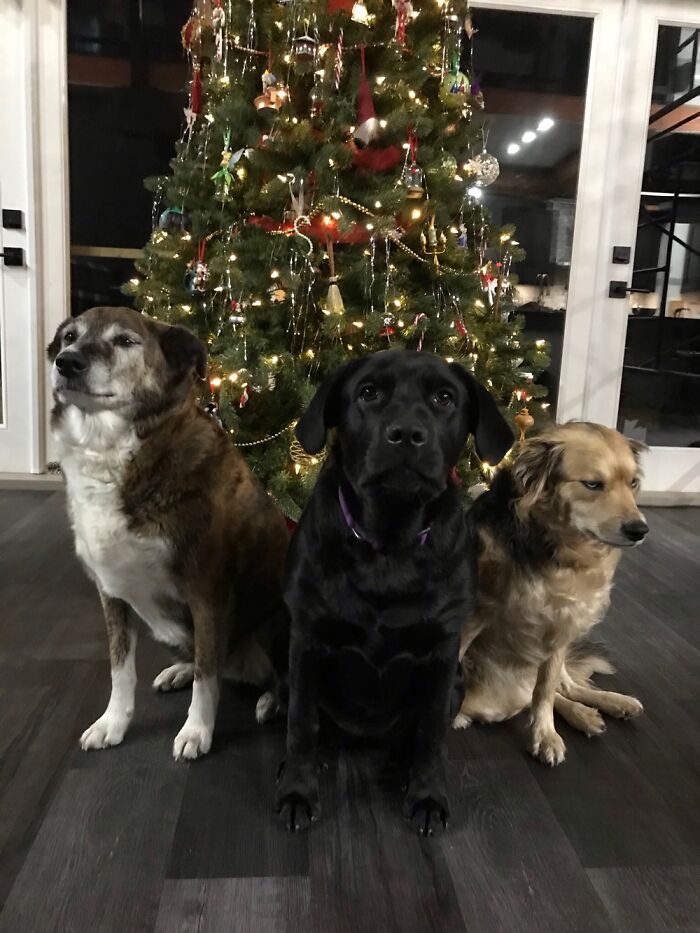 Hey Pandas, Share Your Christmas Decorations (Closed)