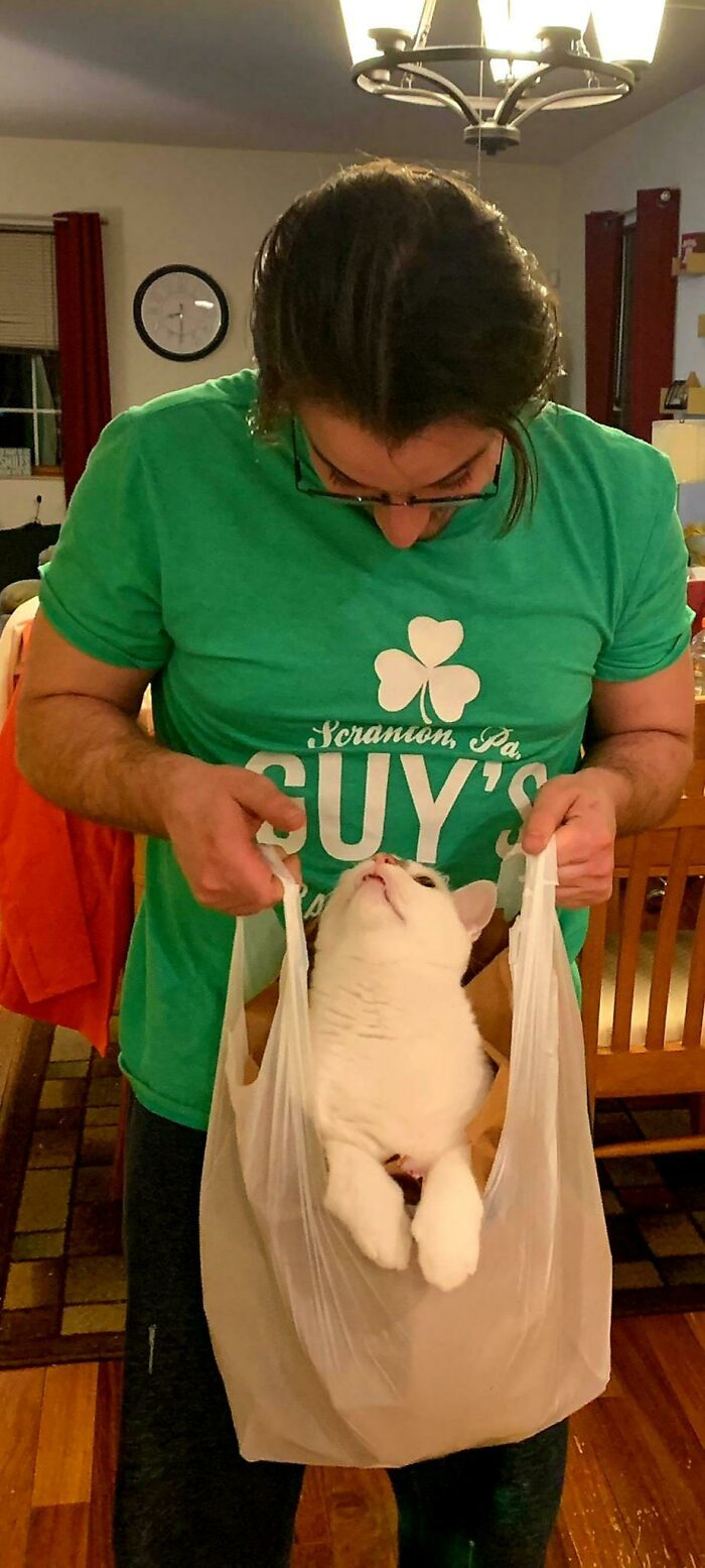 50 Times Cats Hilariously Fell For The “Traps” Their Owners Used To Catch Them (New Pics) 50 Times Cats Hilariously Fell For The “Traps” Their Owners Used To Catch Them (New Pics)