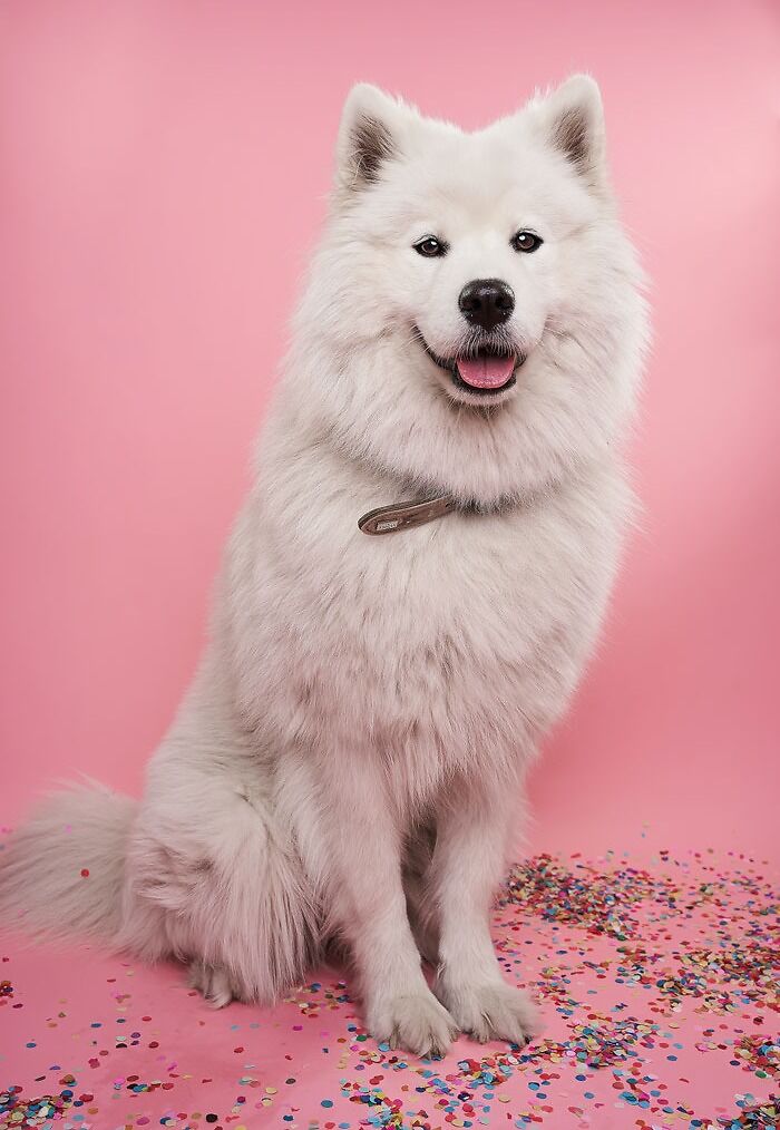 47 Updog Jokes With Funny Punchlines 47 Updog Jokes With Funny Punchlines