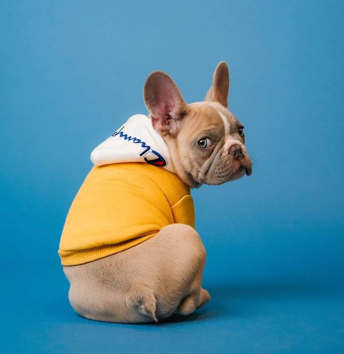 47 Updog Jokes With Funny Punchlines 47 Updog Jokes With Funny Punchlines