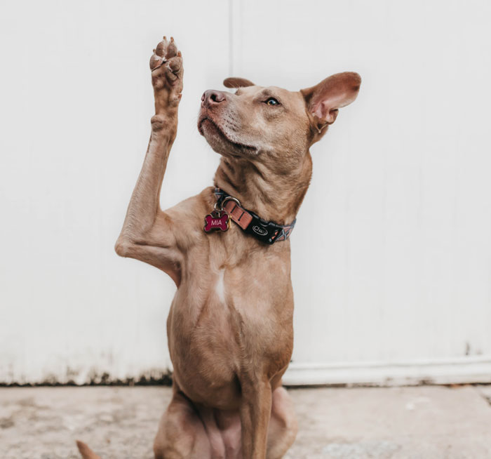 47 Updog Jokes With Funny Punchlines 47 Updog Jokes With Funny Punchlines