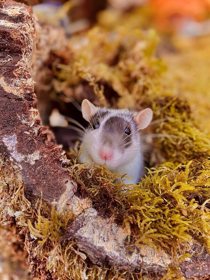 I Document My Rats’ Adventures Through My iPhone 11, Here Are 10 Of My Favorite Pics I Document My Rats’ Adventures Through My iPhone 11, Here Are 10 Of My Favorite Pics