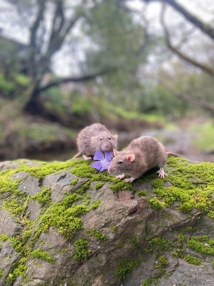 I Document My Rats’ Adventures Through My iPhone 11, Here Are 10 Of My Favorite Pics I Document My Rats’ Adventures Through My iPhone 11, Here Are 10 Of My Favorite Pics