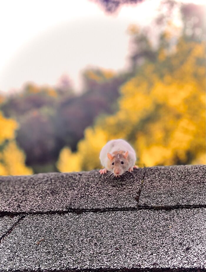I Document My Rats’ Adventures Through My iPhone 11, Here Are 10 Of My Favorite Pics I Document My Rats’ Adventures Through My iPhone 11, Here Are 10 Of My Favorite Pics