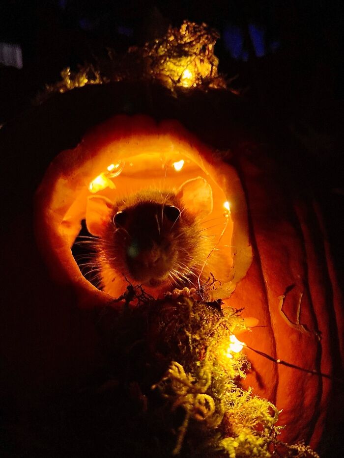 I Document My Rats’ Adventures Through My iPhone 11, Here Are 10 Of My Favorite Pics I Document My Rats’ Adventures Through My iPhone 11, Here Are 10 Of My Favorite Pics