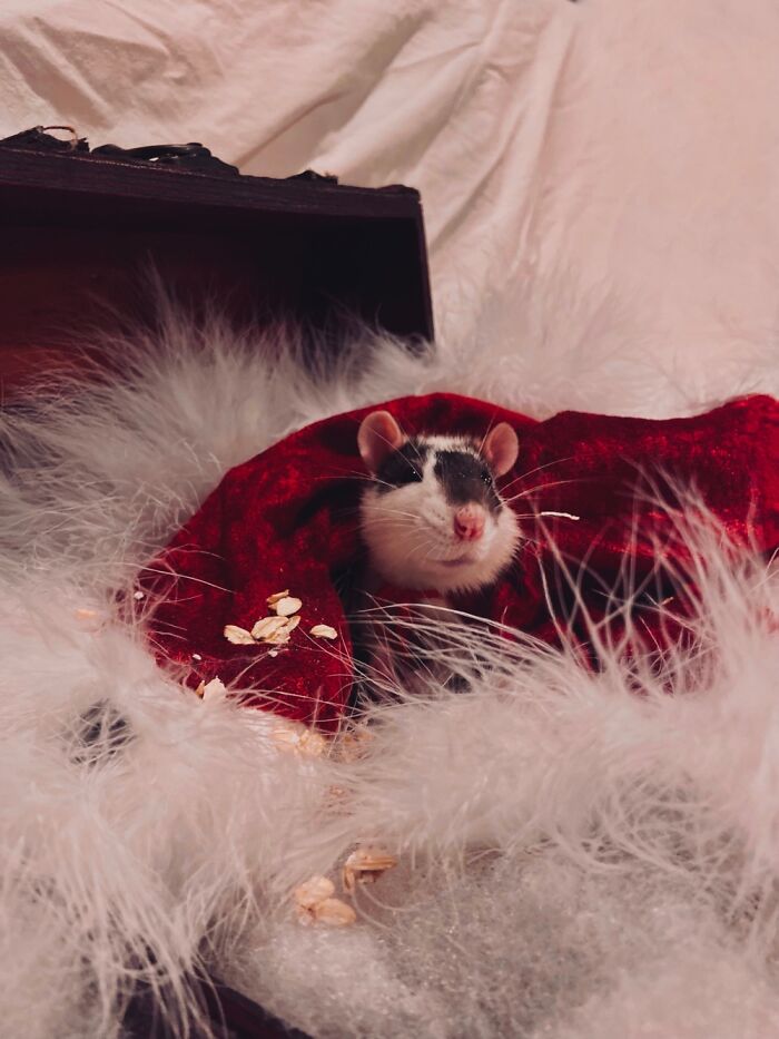 I Document My Rats’ Adventures Through My iPhone 11, Here Are 10 Of My Favorite Pics I Document My Rats’ Adventures Through My iPhone 11, Here Are 10 Of My Favorite Pics