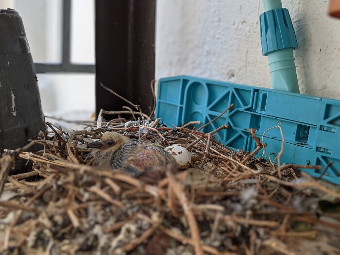 Hey Pandas, Share Something You Want To Share Hey Pandas, Share Something You Want To Share