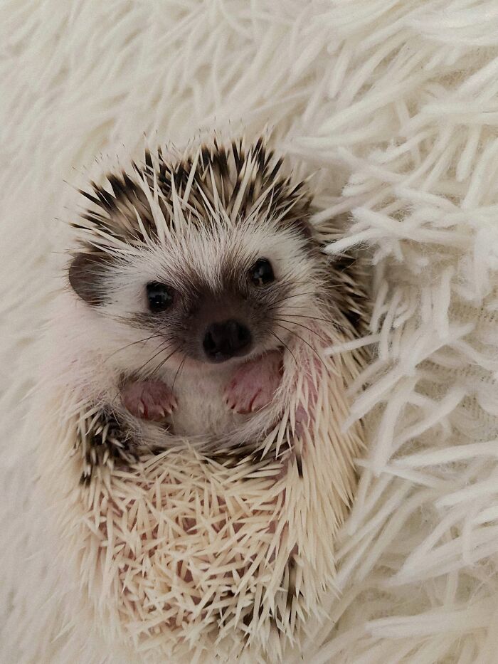 Hey Pandas, Share Something You Want To Share Hey Pandas, Share Something You Want To Share