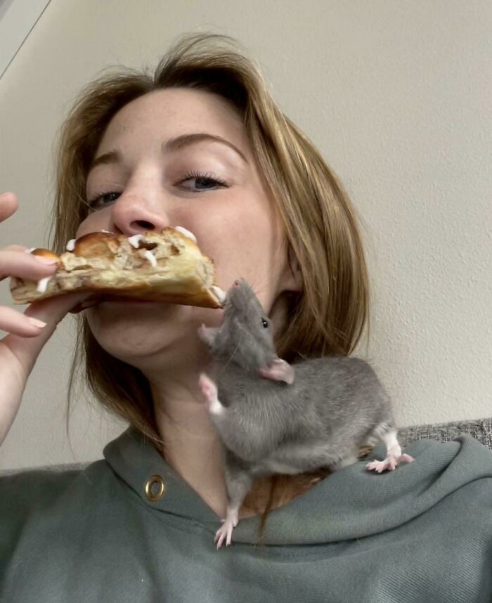 50 Adorable Pics That Might Convince You That You Need A Pet Rat (New Pics) 50 Adorable Pics That Might Convince You That You Need A Pet Rat (New Pics)