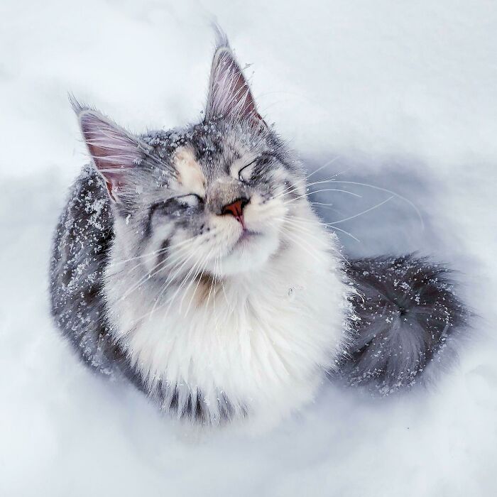 50 Ridiculously Stunning Maine Coon Cat Pics That You Just Have To See 50 Ridiculously Stunning Maine Coon Cat Pics That You Just Have To See