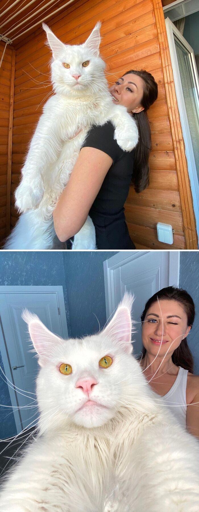 50 Ridiculously Stunning Maine Coon Cat Pics That You Just Have To See 50 Ridiculously Stunning Maine Coon Cat Pics That You Just Have To See