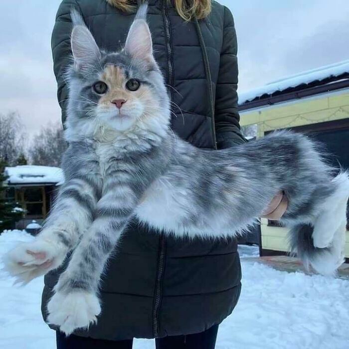 50 Ridiculously Stunning Maine Coon Cat Pics That You Just Have To See 50 Ridiculously Stunning Maine Coon Cat Pics That You Just Have To See