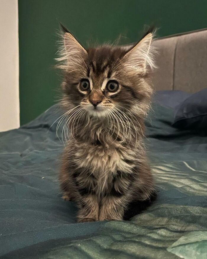 50 Ridiculously Stunning Maine Coon Cat Pics That You Just Have To See 50 Ridiculously Stunning Maine Coon Cat Pics That You Just Have To See