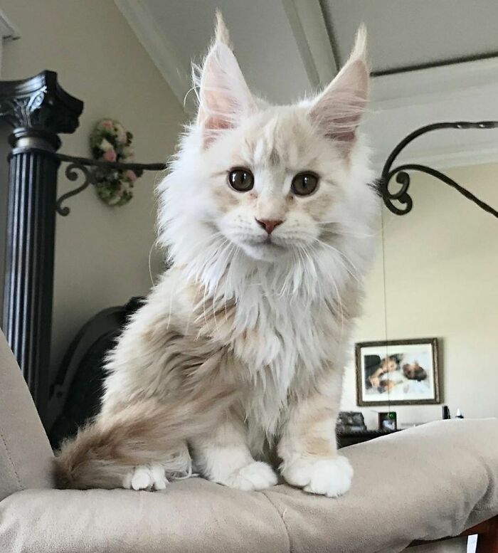 50 Ridiculously Stunning Maine Coon Cat Pics That You Just Have To See 50 Ridiculously Stunning Maine Coon Cat Pics That You Just Have To See