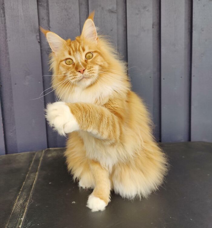 50 Ridiculously Stunning Maine Coon Cat Pics That You Just Have To See 50 Ridiculously Stunning Maine Coon Cat Pics That You Just Have To See