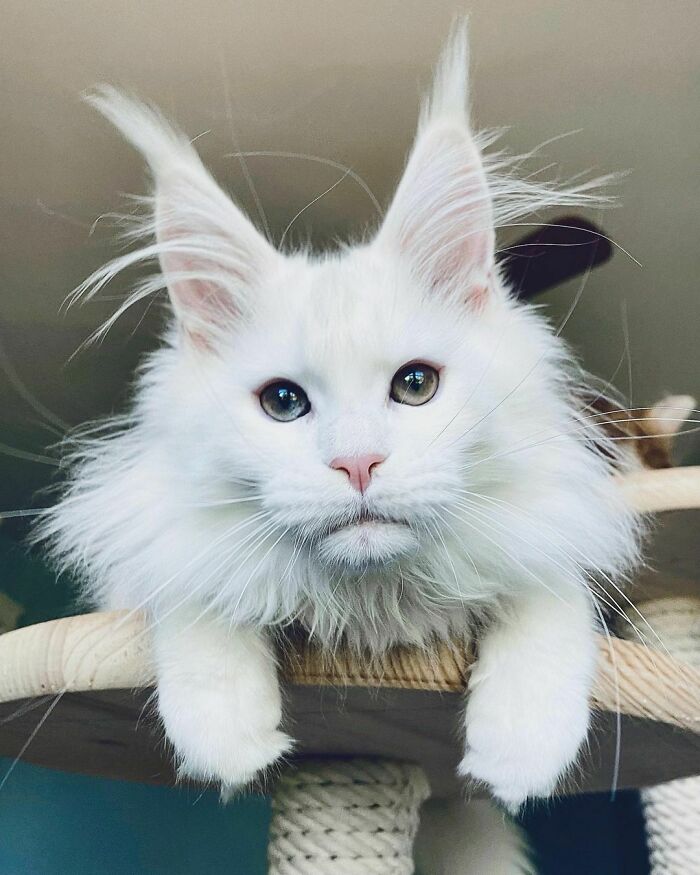 50 Ridiculously Stunning Maine Coon Cat Pics That You Just Have To See 50 Ridiculously Stunning Maine Coon Cat Pics That You Just Have To See