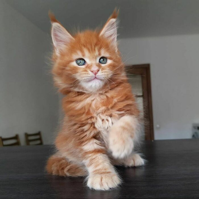 50 Ridiculously Stunning Maine Coon Cat Pics That You Just Have To See 50 Ridiculously Stunning Maine Coon Cat Pics That You Just Have To See