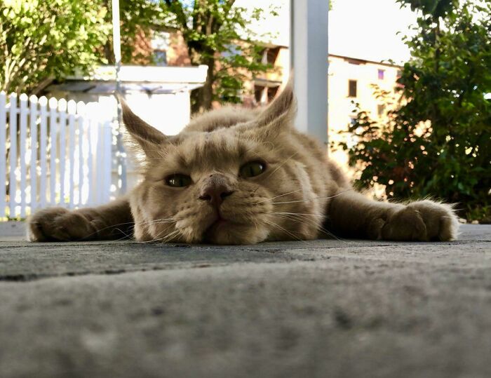 50 Ridiculously Stunning Maine Coon Cat Pics That You Just Have To See 50 Ridiculously Stunning Maine Coon Cat Pics That You Just Have To See