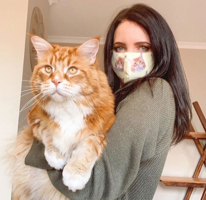 50 Ridiculously Stunning Maine Coon Cat Pics That You Just Have To See 50 Ridiculously Stunning Maine Coon Cat Pics That You Just Have To See