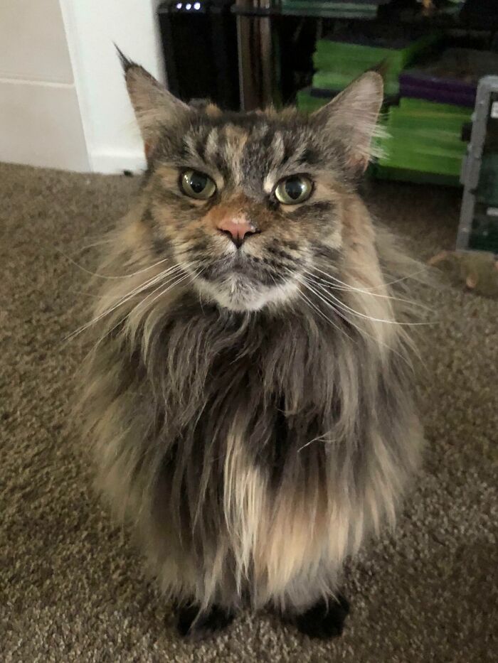50 Ridiculously Stunning Maine Coon Cat Pics That You Just Have To See 50 Ridiculously Stunning Maine Coon Cat Pics That You Just Have To See