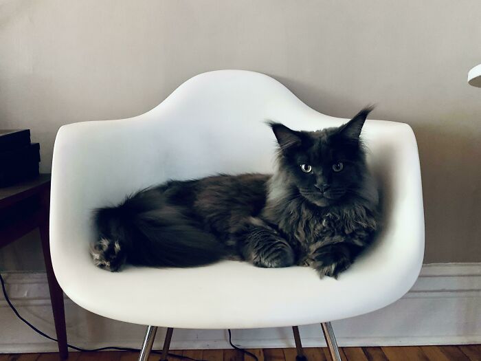 50 Ridiculously Stunning Maine Coon Cat Pics That You Just Have To See 50 Ridiculously Stunning Maine Coon Cat Pics That You Just Have To See