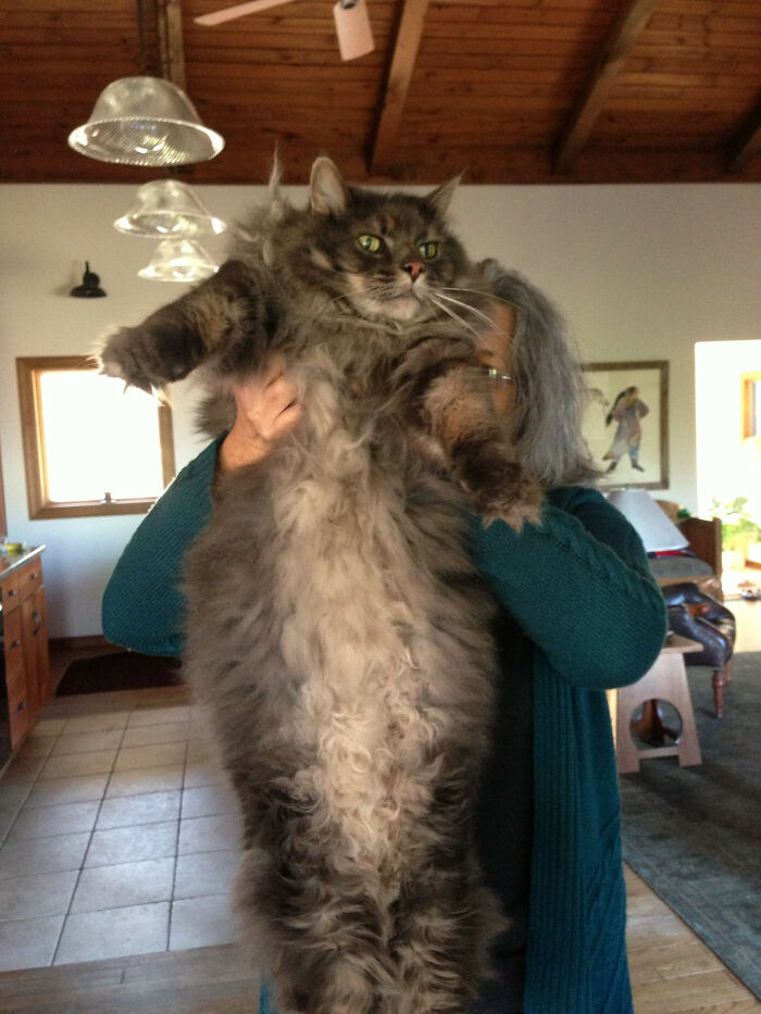 50 Ridiculously Stunning Maine Coon Cat Pics That You Just Have To See 50 Ridiculously Stunning Maine Coon Cat Pics That You Just Have To See