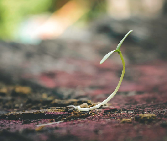 100 Community Service Ideas That Are Both Doable And Beneficial