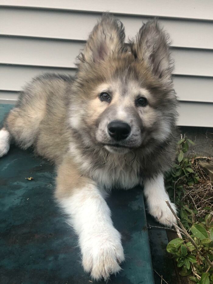 48 Wolf-Like Dogs That Are Actually Just Big Floofs 48 Wolf-Like Dogs That Are Actually Just Big Floofs