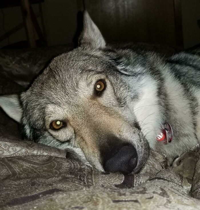 48 Wolf-Like Dogs That Are Actually Just Big Floofs 48 Wolf-Like Dogs That Are Actually Just Big Floofs