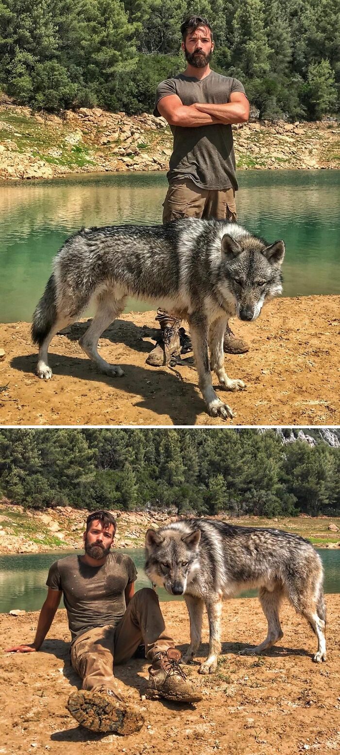 48 Wolf-Like Dogs That Are Actually Just Big Floofs 48 Wolf-Like Dogs That Are Actually Just Big Floofs