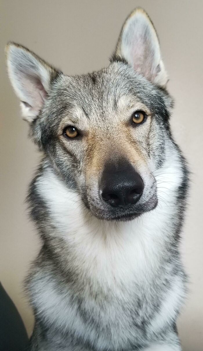 48 Wolf-Like Dogs That Are Actually Just Big Floofs 48 Wolf-Like Dogs That Are Actually Just Big Floofs
