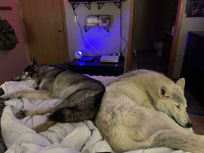 48 Wolf-Like Dogs That Are Actually Just Big Floofs 48 Wolf-Like Dogs That Are Actually Just Big Floofs