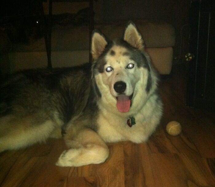 48 Wolf-Like Dogs That Are Actually Just Big Floofs 48 Wolf-Like Dogs That Are Actually Just Big Floofs