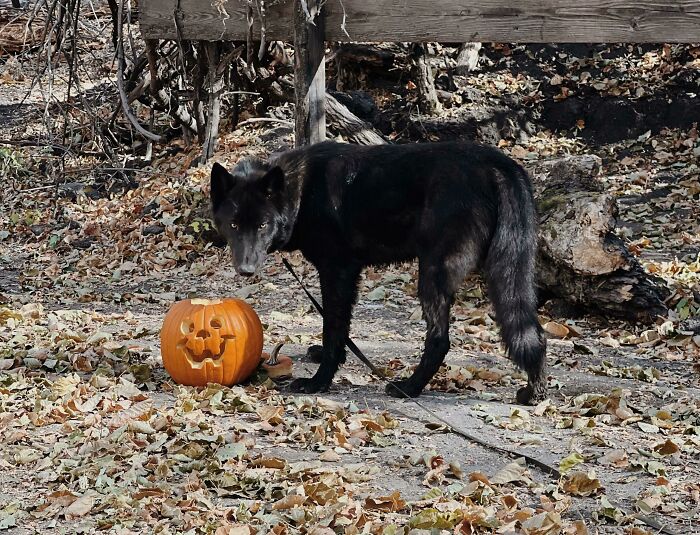 48 Wolf-Like Dogs That Are Actually Just Big Floofs 48 Wolf-Like Dogs That Are Actually Just Big Floofs