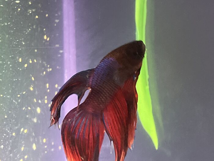 Hey Pandas, Post A Picture Of Your Fish