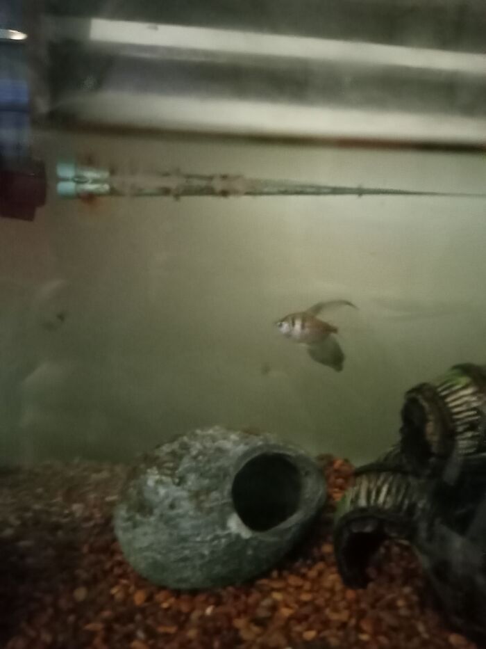 Hey Pandas, Post A Picture Of Your Fish