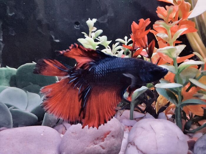 Hey Pandas, Post A Picture Of Your Fish