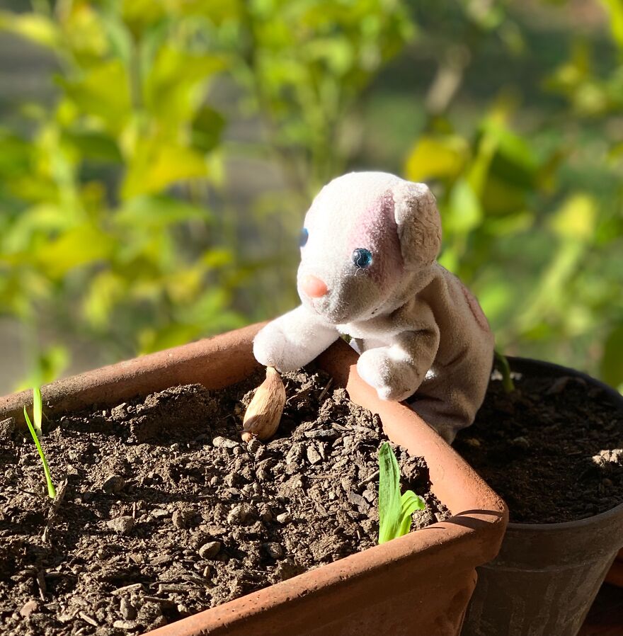 My Daughter Went To College And Left Her Childhood Toy At Home, So I Took These 40 Photos To Cheer Up And Fight The ‘Empty Nest Syndrome’ My Daughter Went To College And Left Her Childhood Toy At Home, So I Took These 40 Photos To Cheer Up And Fight The ‘Empty Nest Syndrome’