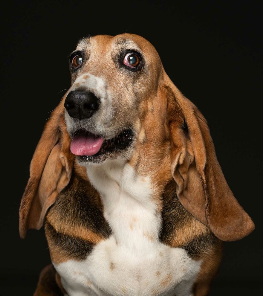 I Photographed Pedigree Rescue Dogs To Show That It’s Not Just Mutts Who End Up At Shelters (26 Pics) I Photographed Pedigree Rescue Dogs To Show That It’s Not Just Mutts Who End Up At Shelters (26 Pics)