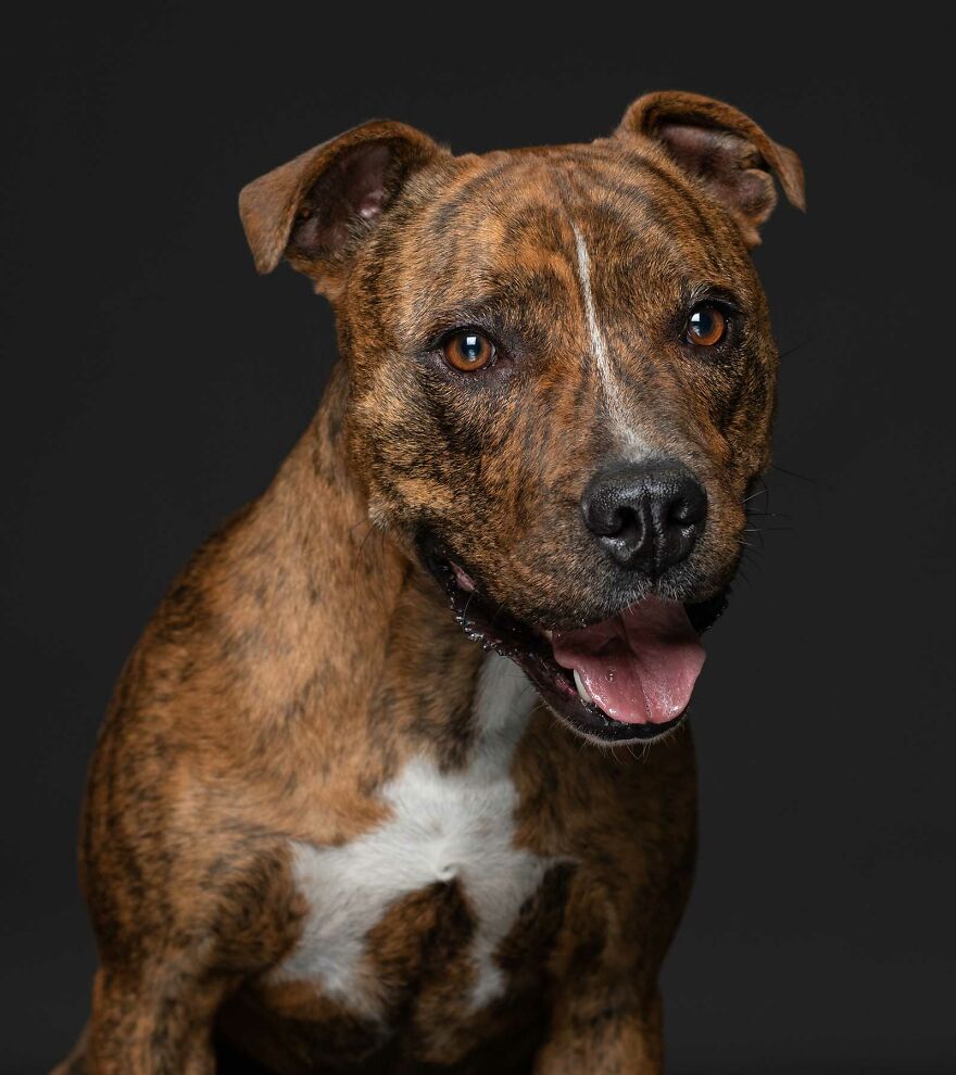 I Photographed Pedigree Rescue Dogs To Show That It’s Not Just Mutts Who End Up At Shelters (26 Pics) I Photographed Pedigree Rescue Dogs To Show That It’s Not Just Mutts Who End Up At Shelters (26 Pics)