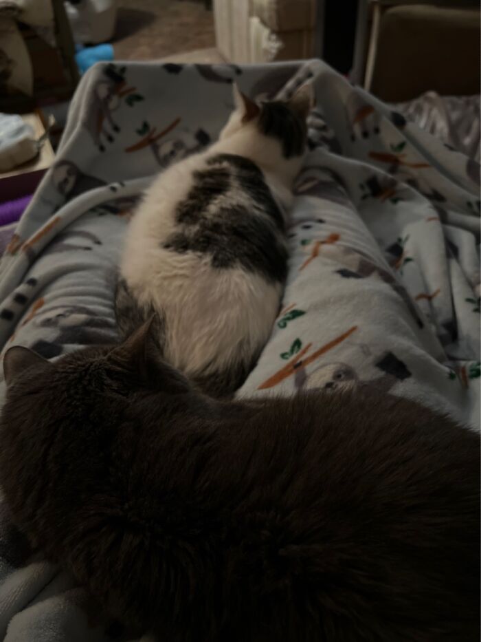 Hey Pandas, Show Us Where You Are While Scrolling Through Bored Panda (Closed)