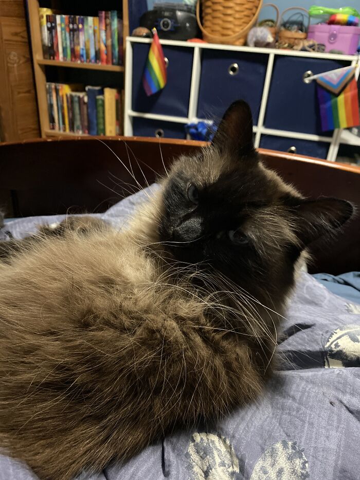 Hey Pandas, Show Us Where You Are While Scrolling Through Bored Panda (Closed)