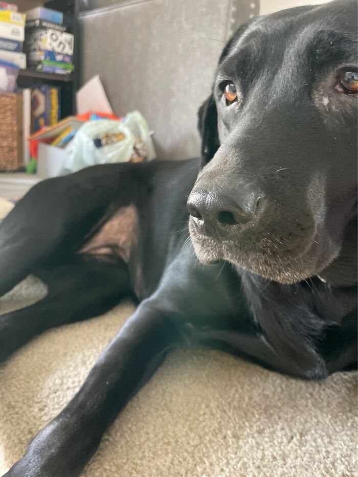 Hey Pandas, Show Us Where You Are While Scrolling Through Bored Panda (Closed) Hey Pandas, Show Us Where You Are While Scrolling Through Bored Panda (Closed)