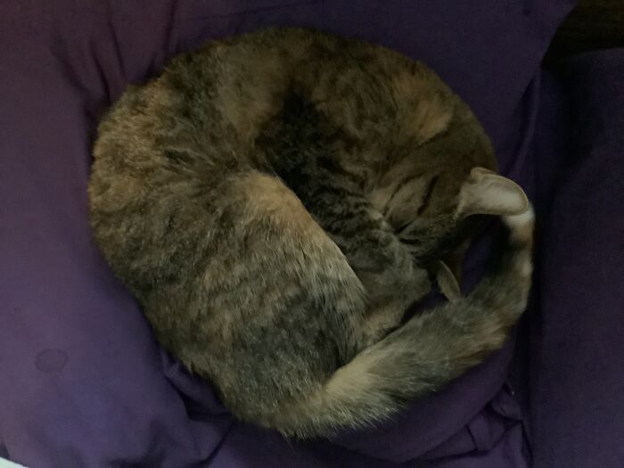 Hey Pandas, Show Us Where You Are While Scrolling Through Bored Panda (Closed)