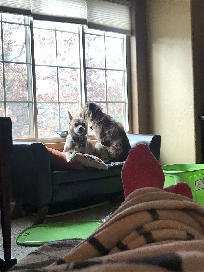 Hey Pandas, Show Us Where You Are While Scrolling Through Bored Panda (Closed) Hey Pandas, Show Us Where You Are While Scrolling Through Bored Panda (Closed)